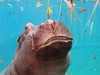 16-zooparc-de-Beauval
