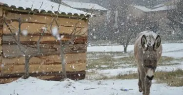 Les Oliviers du Taulisson