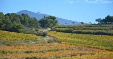 Les Oliviers du Taulisson