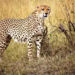 Reisbrigade (Afrika) - Nederlandstalige Privéreizen op Maat