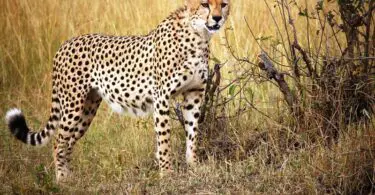 Reisbrigade (Afrika) - Nederlandstalige Privéreizen op Maat