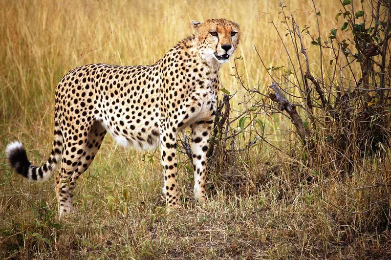 Reisbrigade (Afrika) - Nederlandstalige Privéreizen op Maat