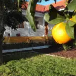 Quinta Laranjal da Arrabida - Logeren bij Belgen in Portugal