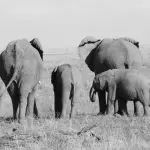 Kokowa Africa Safari's - Kenia