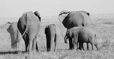 Kokowa Africa Safari's - Kenia