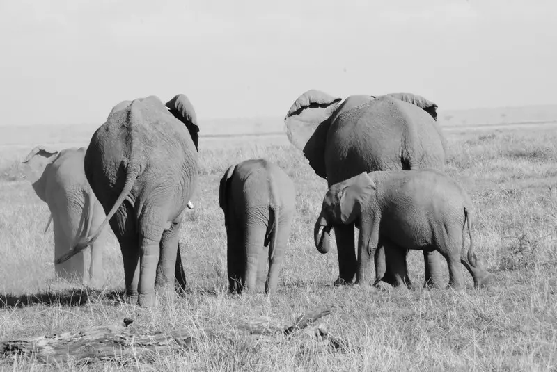 Kokowa Africa Safari's - Kenia