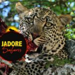 Jadore Safaris - Nederlandstalige Begeleide Reizen in Tanzania