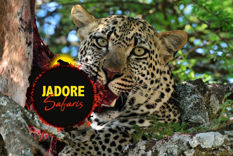 Jadore Safaris - Nederlandstalige Begeleide Reizen in Tanzania