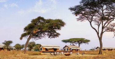 Siringit Serengeti Camp - Logeren bij Landgenoten in Tanzania