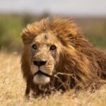 Siringit Safaris - Begeleide Safari's in Tanzania