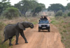 Running Wild Travels