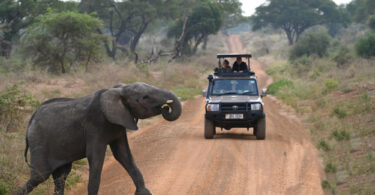 Running Wild Travels