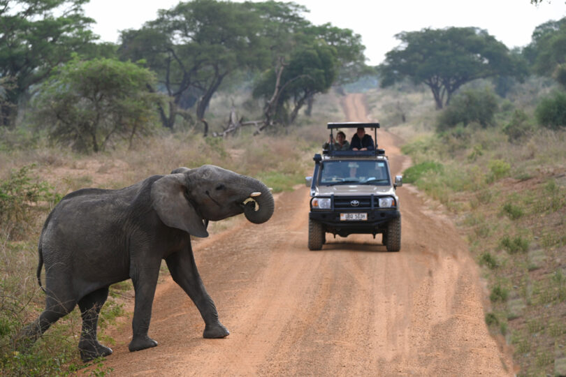 Running Wild Travels